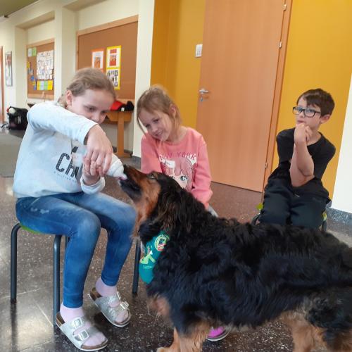 Hund